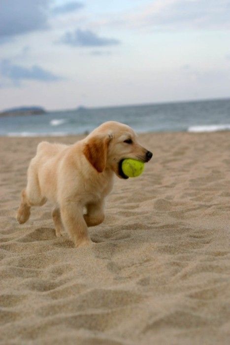 can i please have a golden retriever pup?