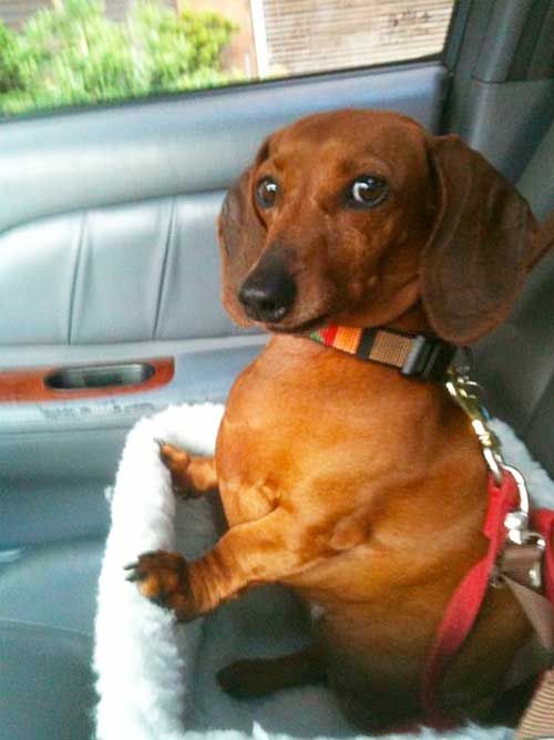 Can we stop by the drive-thru? - Dachshund