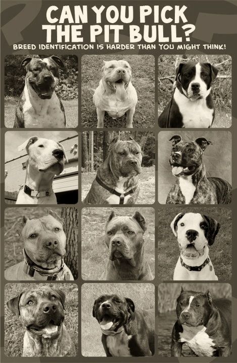 Can you pick the Pit Bull? 