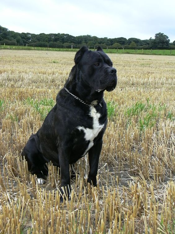 Cane Corso or Italian Mastiff. Loyal, affectionate, sweet, excellent guard dog. Will not wander away and almost zero shedding. And HUGE!!!!