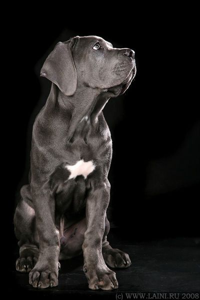 Cane Corso - would love to own one of these in my retirement years :)