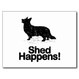 Cardigan Welsh Corgi Post Card, Shed Happens! Yes, it does.