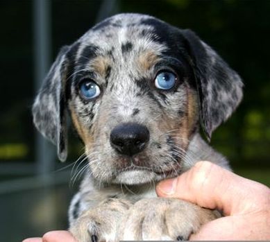 Catahoula Leopard Dog = best dogs ever!