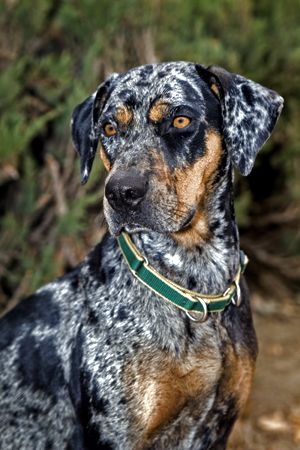 Catahoula leopard dog is the only surviving dog to have been bred by Native Americans. A partial list of his supposed ancestors includes the Mexican Xoloitzculntli, the Peruvian Inca Orchid, the American dingo, and the red wolf.