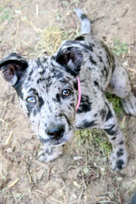 catahoula leopard dog | Lola the Catahoula Leopard Mix | Puppies | Daily Puppy