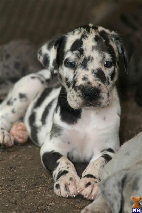 Catahoula Leopard Dogs.