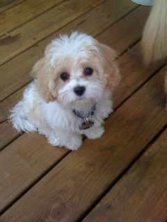 Cavachon Puppy ~ so sweet!! Can't wait til we bring our new puppy home!!