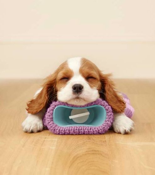 Cavalier King Charles Spaniel puppies get on great with the whole family and other dogs! More at Hanwell Pet Store.