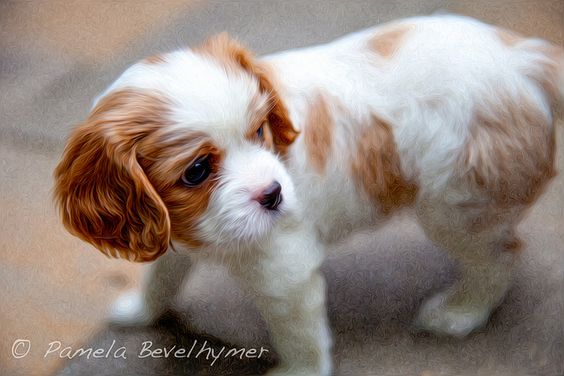 Cavalier King Charles Spaniel Puppy Dog |