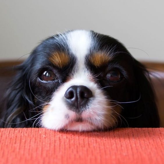 Cavalier King Charles Spaniel puppy. We know how cute and convincing they can be, but there are a number of reasons why giving your pup table scraps is dangerous. #woofipedia #woof