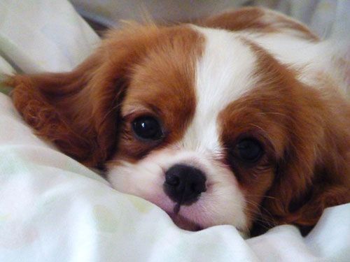 Cavalier King Charles Spaniel, these dogs are adorable