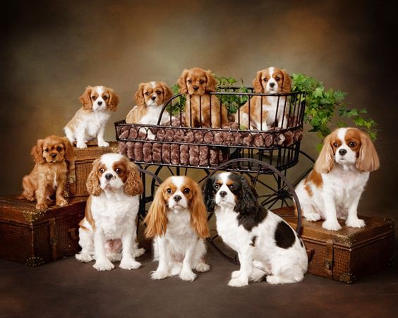 Cavaliers - I love this breed of dog. We have a Cavalier Poodle mix who is the best dog ever!!
