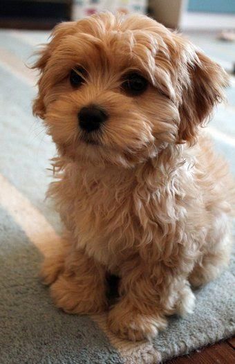 Cavapoo is a mix breed that are result of breeding between Cavalier King Charles Spaniel and Poodle. Cavapoo are cheerful dogs that get along very well with children and new dog owner. They are ranked as 4th Ideal dog breed for small apartments.