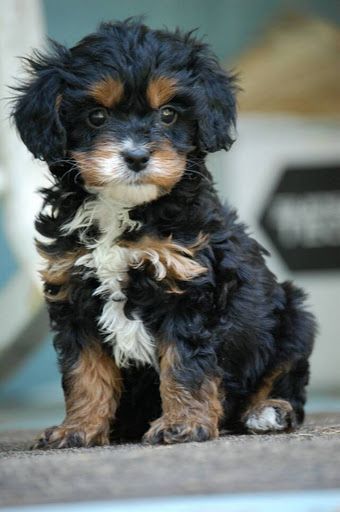 Cavapoo Pup - black and tan, the cutest! This would make a cute buddy for Emmett lol!