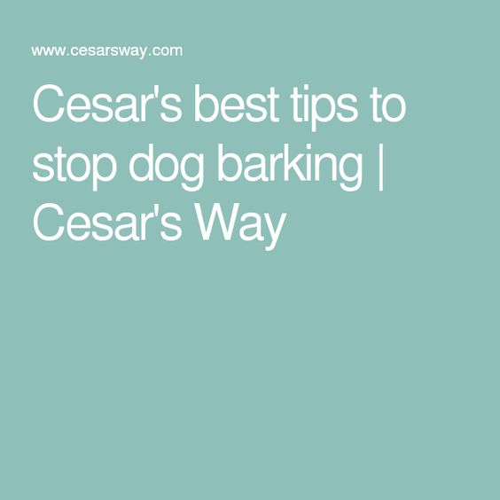 Cesar's best tips to stop dog barking | Cesar's Way