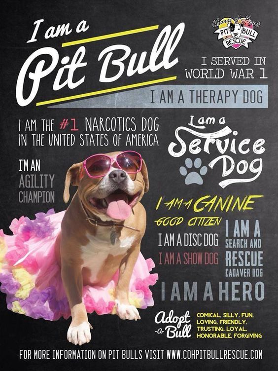 Change of Heart Pit Bull Rescue - Positive Pit Bull poster