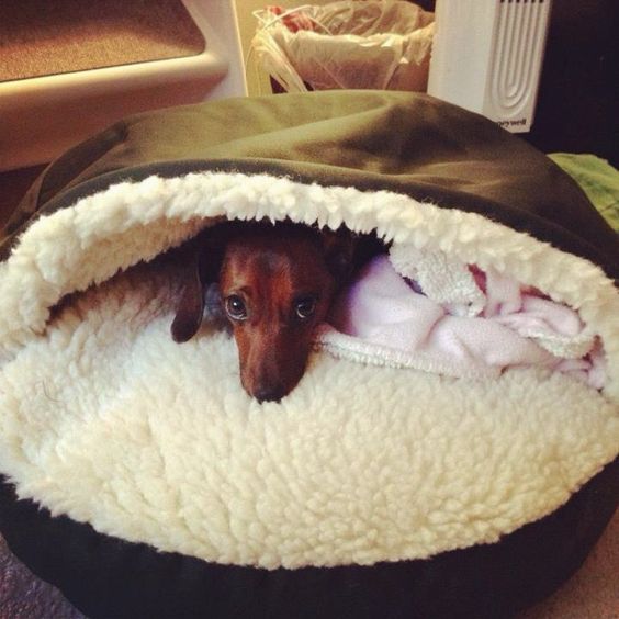 Charlie so needs this burrow bed! Perfect for dachshunds!