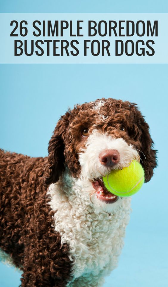 Check out our list of 26 quick and simple ways to relieve dog boredom!