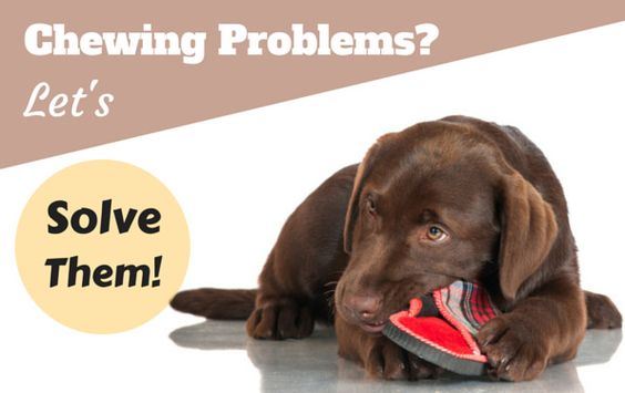 Chewing problems? Let's solve them! Written beside a choc lab pupy chewing a slipper on white background