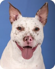 Chicago, IL - American Pit Bull Terrier/Cattle Dog Mix. Meet Toby a Dog for Adoption.