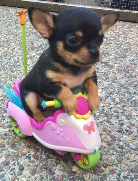 Chihuahua going for a ride #chihuahuadaily #teacupdogs #teacupchihuahua