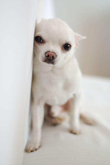 Chihuahua // need him