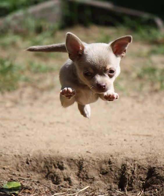 chihuahua- nice to see a chi in action for a change - they love to play