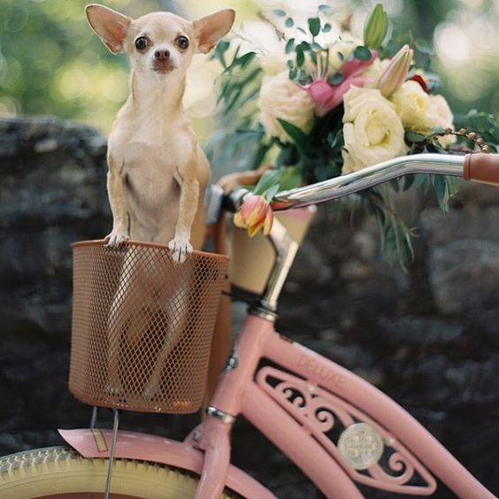 chihuahua on a bike ride | sheradeehurstphotography