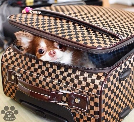 Chihuahua on vacation
