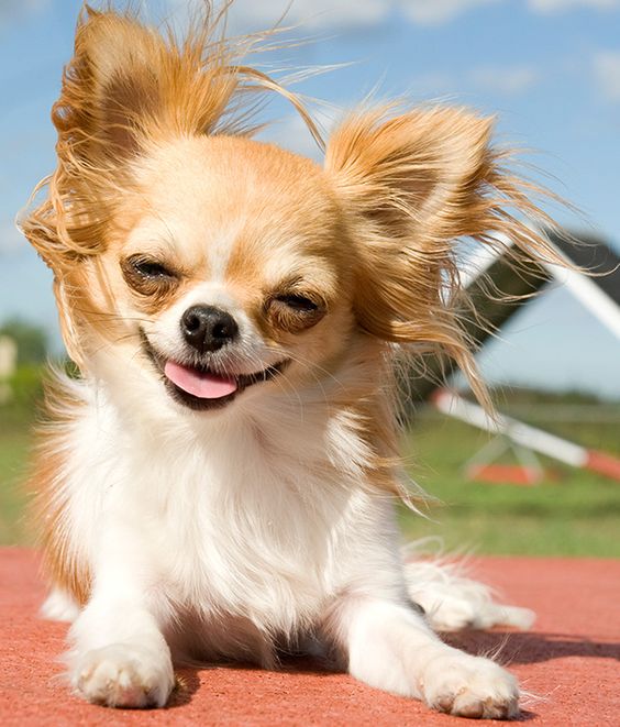 CHIHUAHUA PERSONALITY: Graceful, charming and sassy. Click to learn more about lifestyle, grooming, etc. | #WOOFipedia #WOOF