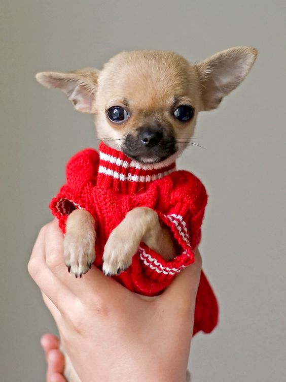 chihuahua puppy in red sweater