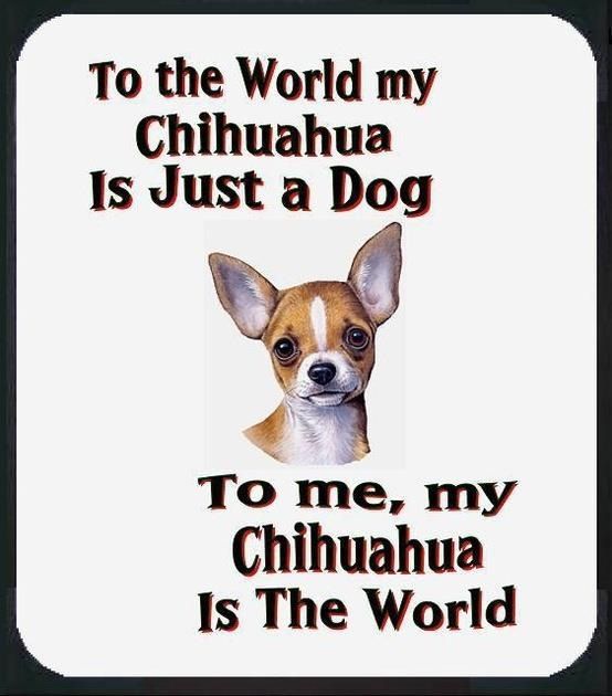 Chihuahua quote #dogs #animal #chihuahua