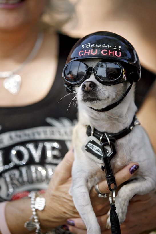 Chihuahua. Ride to Live, Live to Ride! so cute!