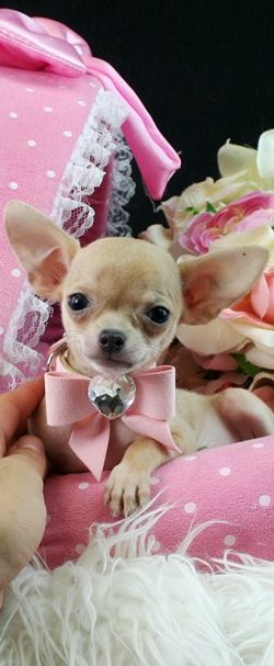 Chihuahuas for sale, teacup chihuahua dogs