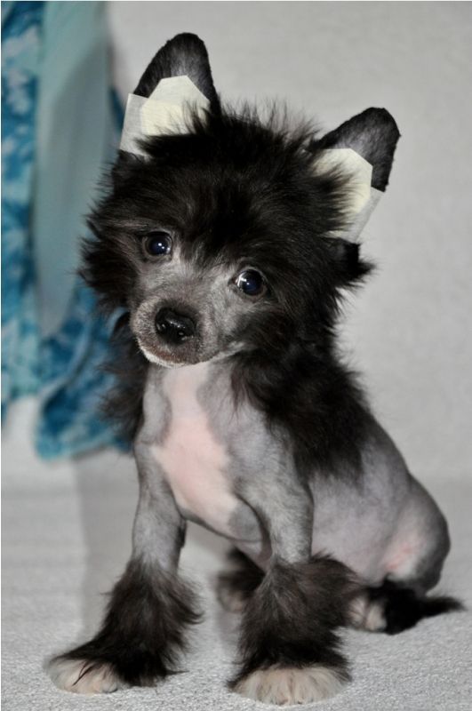 Chinese Crested hairless