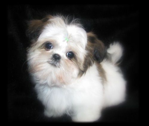 Chinese Imperial Shih Tzu, Imperials, Teacup, Toy, Miniature or Tiny Pocket Shih Tzu puppies, sweet, small size standard AKC Shih Tzu