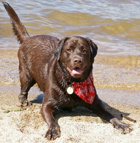 Chocolat the Labrador Retriever, wannna go swimmin'?!!
