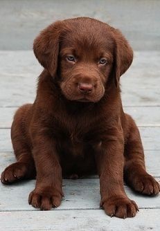 Chocolate Brown Puppy! I want one!!!