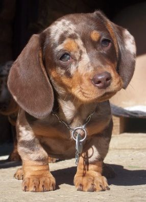 Chocolate Dapple Doxie puppy I have one that looks like this