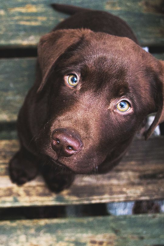 chocolate lab | animals + pet photography #dogs