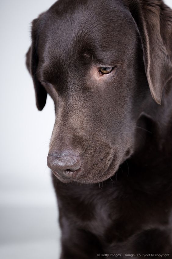 Chocolate lab labs are so sensitive and intelligent and engaged, look at those eyes