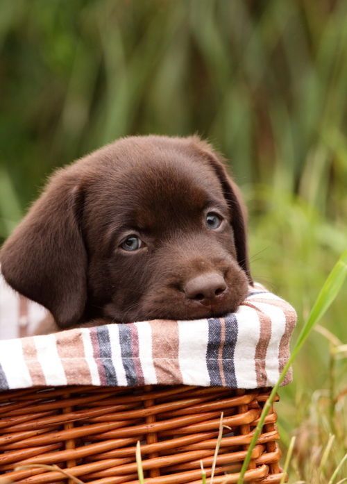 Chocolate lab puppy in a basket - too cute!