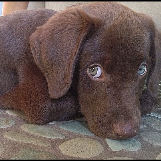 Chocolate Lab Puppy with Cool Green Eyes