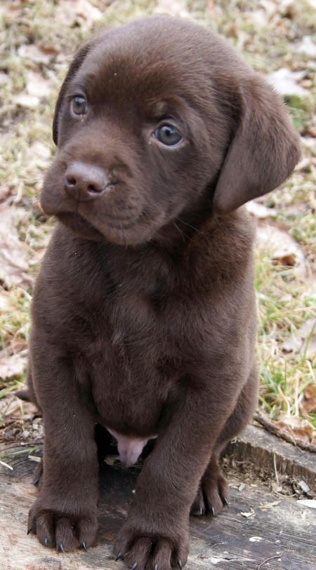 Chocolate Lab  is how my puppy looked 8 years ago! She is such a good dog!