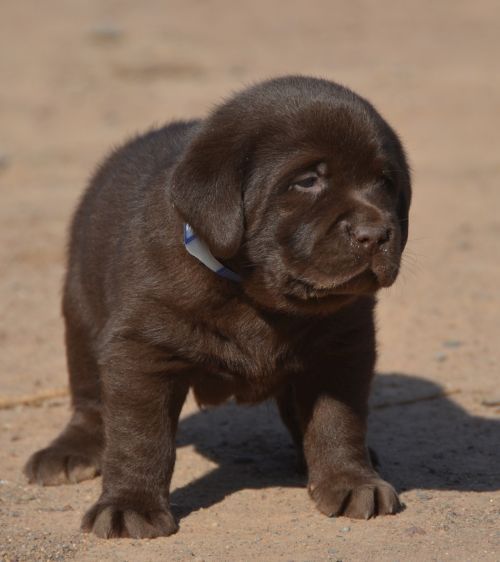 Chocolate Lab Pups - Family Loved Labs -English Labradors for Sale