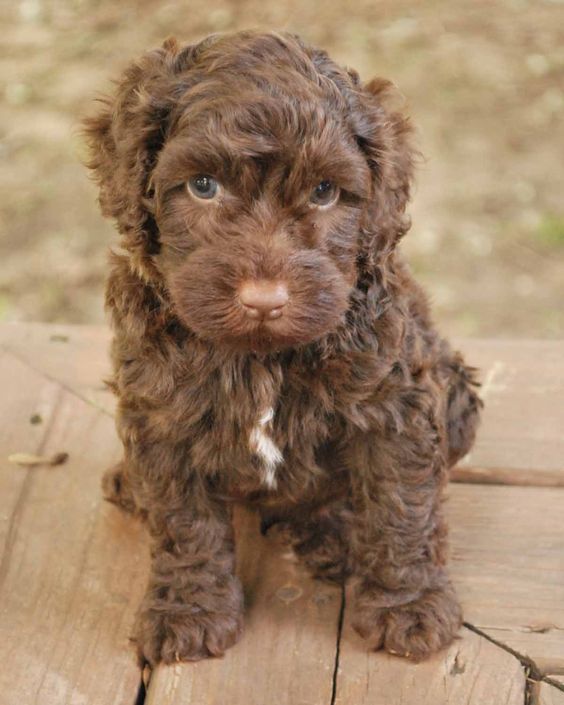 Chocolate Labradoodle Puppy!  Our new baby will be home May 24!  Pictures soon! Official name is 