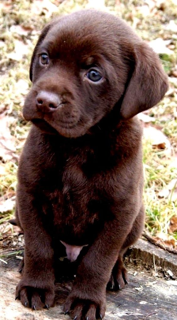 Chocolate Labrador Puppy ♥ I have to get one of these little guys!! They are so so cute!!! Maybe someone will gift me one!!