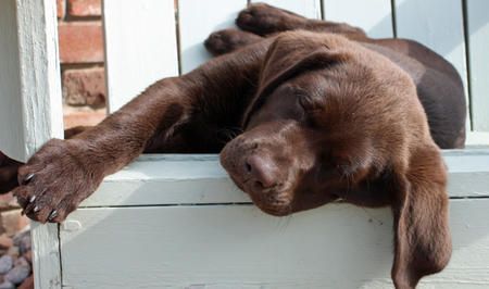 chocolate labrador puppy relaxing