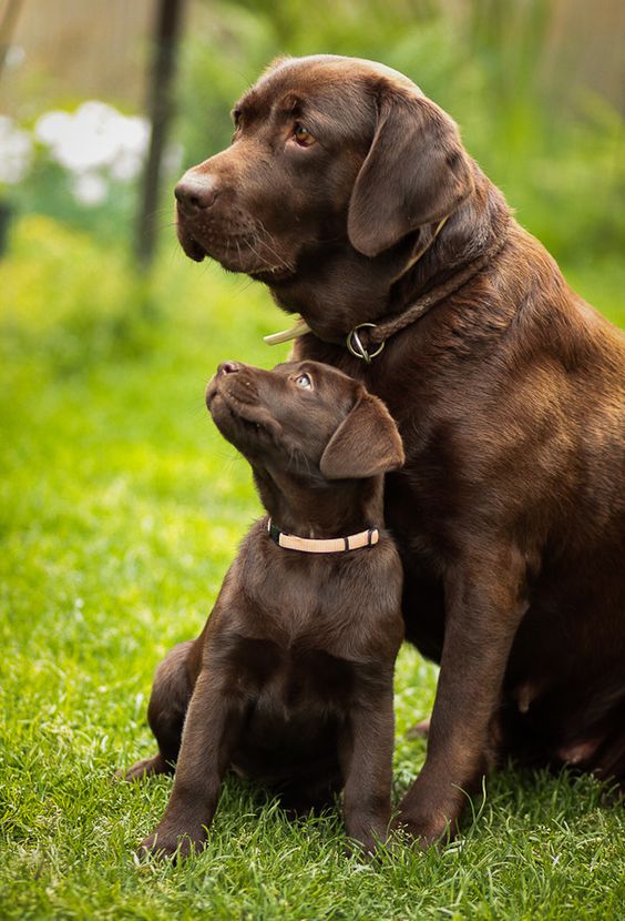 Chocolate Labradors, another favourite breed of mine. Luckily, I've we've got a family pet that's a chocolate labrador. Funny  he looks like the bigger dog in this picture