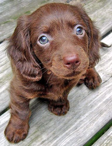 chocolate long haired miniature dachshund